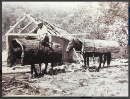 Tom Groggin, 1934, photo by Jim Nankervis. Bark being carried for roofing for Cascades Hut 10km south of Dead Horse Gap, photo supplied by Narelle Irvine.