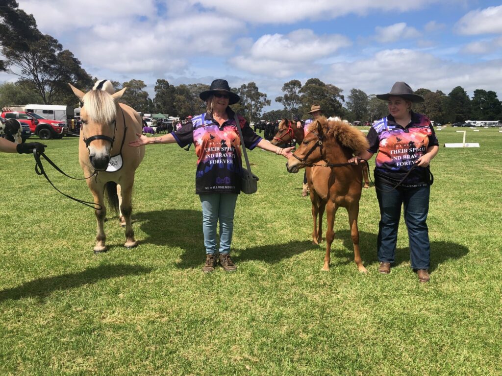 Fjiord Pony Norton and Timor Pony filly foal Ningrum at the 2024 Summer Royal Show in Melbourne