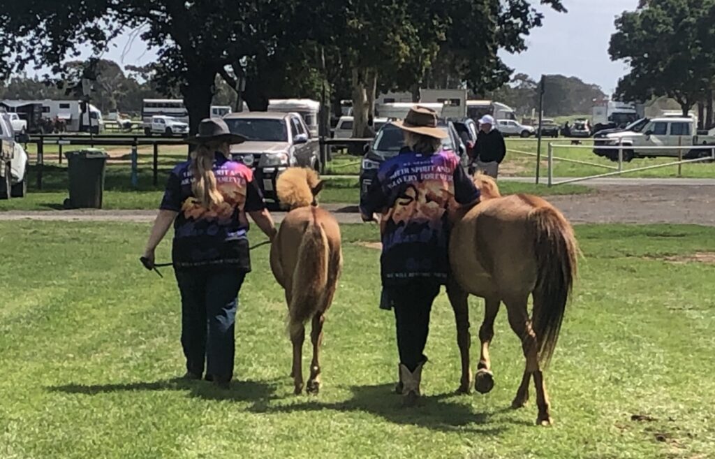 Timor filly foal Ningrum and dam Indira walking back to the stables at the end of their 2024 Summer Royal Show in Melbourne