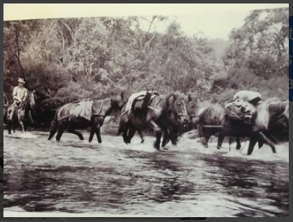 Tom Groggin, 1934, photo by Jim Nankervis. Bark being carried for roofing for Cascades Hut 10km south of Dead Horse Gap, photo supplied by Narelle Irvine.