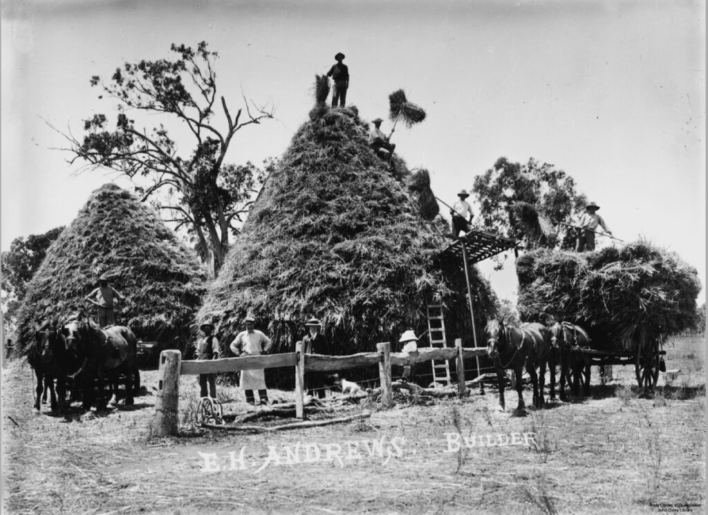 'Farm workers are using pitch forks to unload hay... caption E.H. Andrews, builder.' State Library Qld.