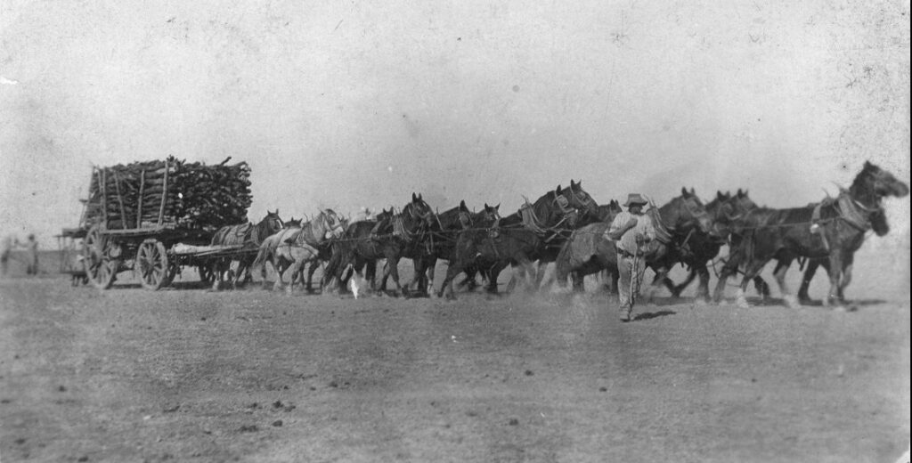'Horse team pulling a wagon load of firewood, Alexandria Station, Northern Territory, ca 1920.' State Library Qld