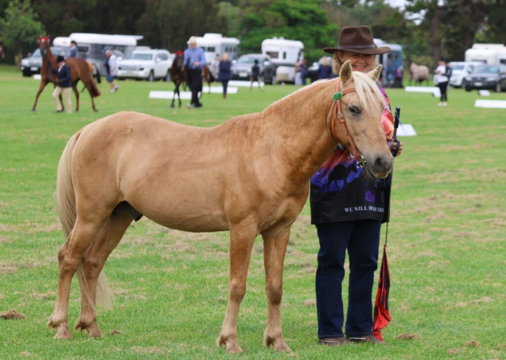 Timor Pony stallion Xanthos in the rare breeds ring at the 2024 Summer Royal Show in Melbourne