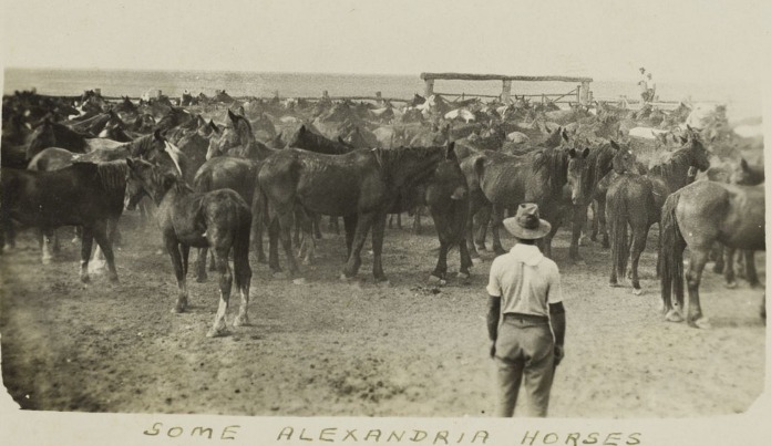 Stockmen with a large mob of horses, Alexandria Station, Northern Territory, 1919. Photo by James Broadbridge, Dearden Family Papers, State Library Qld