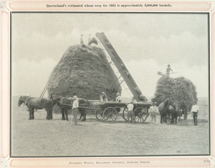 'Loading wheat from the hay wagons to the stacks, Killarney district on the Darling Downs, ca. 1924.' State Library S.A.