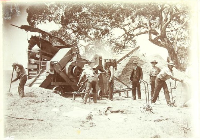 'Processing a wheat crop, using a horse treadmill operating a winnowing machine that is processing a cereal crop, circa 1900. ... a typical 'Mallee country' harvesting scene of period c.1880s-1915. Shown in the scene are a horse treadmill operating a winnowing machine that is processing a cereal crop that would have initially been removed with a stripper. This image is particularly impressive with the level of detail shown in the photo (such as the bag trollies, workers, etc) and the clarity and obvious professional composition of the views. Museums Vic.