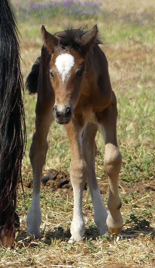 Bago colt foal Amaroo