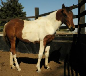 Todd River Downs mare Anatye