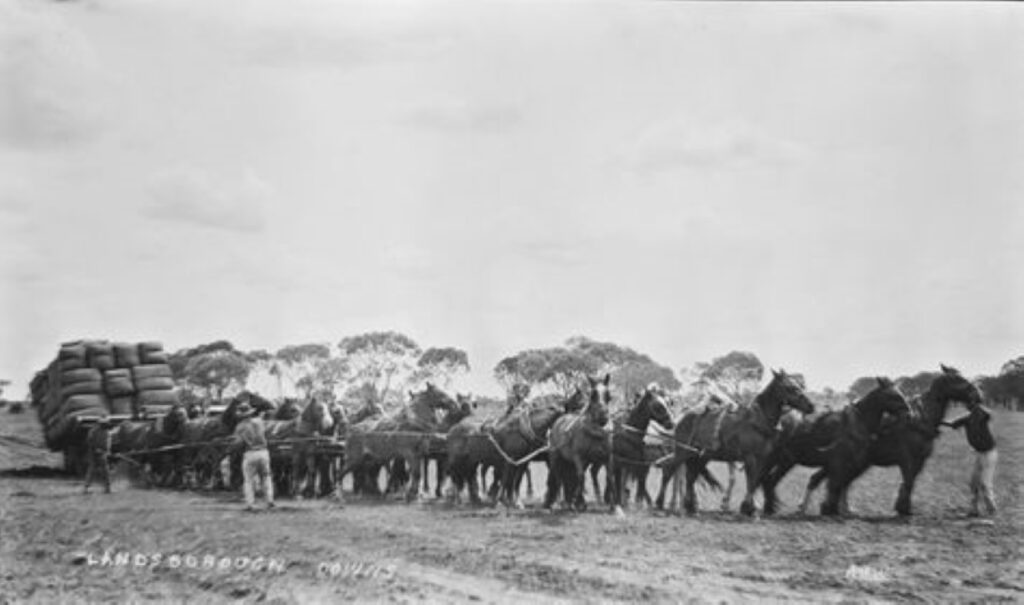 "Landsborough Downs. This photo was taken after they attached the extra team of horses to pull wool wagon out of a bog. Photo by Amos B Watts around 1924." Sent in by his great-nephew Mick.