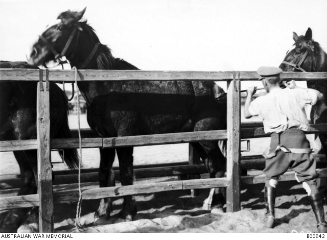 Branding a horse with the Broad Arrow army brand, AWM photo, 1914 at No1 Remount Depot