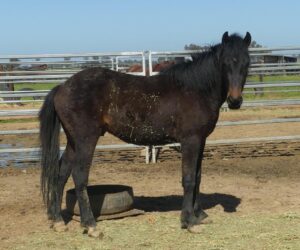 Bago State Forest gelding Bundera