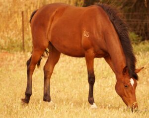 Granite Downs mare Carmeena