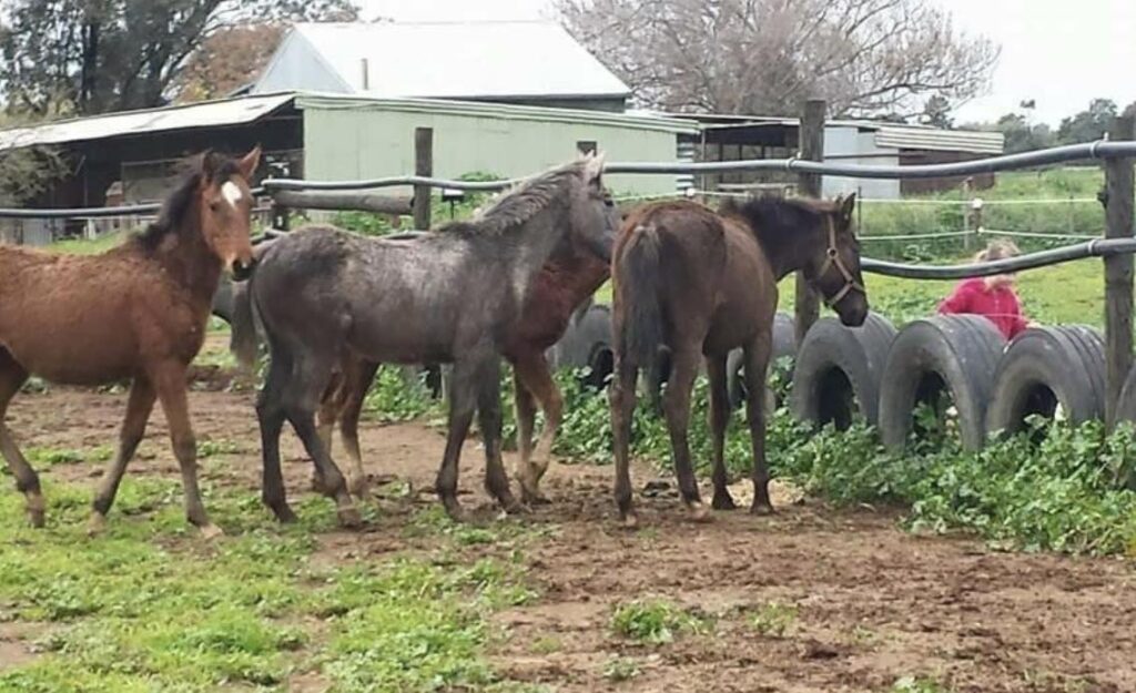 APY Lands mare Carmeena and other foals she was rescued with: Indulkana, Bonnybonina and Mintabie