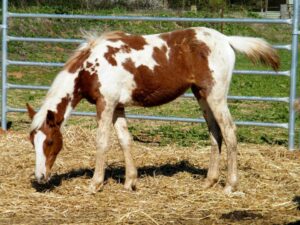 Mare Chantilly, conceived on Todd River Downs, by mare Wahluna