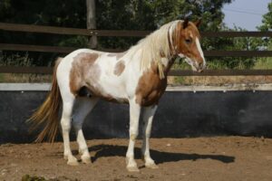 Todd River Downs stallion Colson