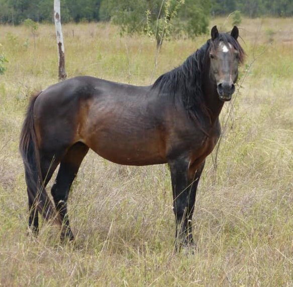 Waler Pony Stallion Gallant