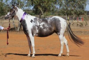 Todd River Downs mare Georgie