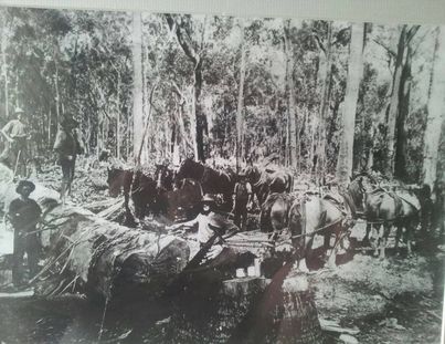 'My Granddad , Herbert ( smiler) Rushforth (1882-1960) and his team of horse somewhere south of Collie WA 1920 ish' (sent in by Rod Roper, private photo)