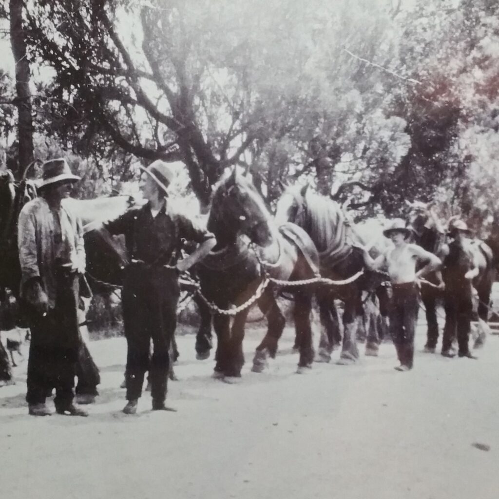 'My Granddad , Herbert ( smiler) Rushforth (1882-1960), first on left, and his team of horse somewhere south of Collie WA 1920 ish' (sent in by Rod Roper, private photo)