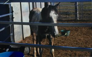Todd River Downs mare NT Henley