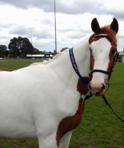 Todd River Downs gelding Hidalgo