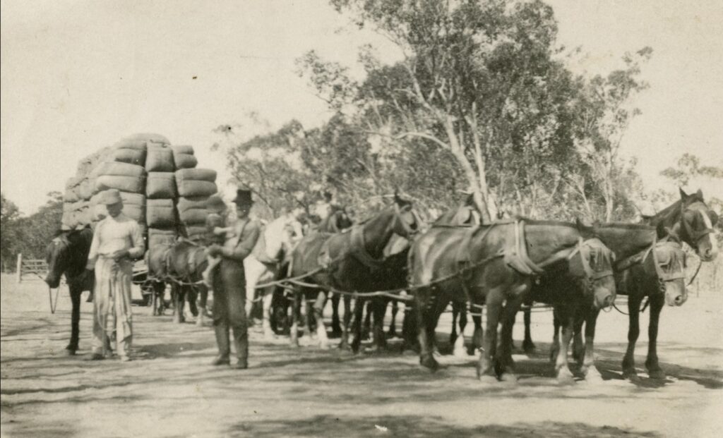 Horse team loaded with bales of wool near Warroo about 30 miles from St George Queensland. C. 1907-1921.’ Harold Leahy photo State Library Qld.