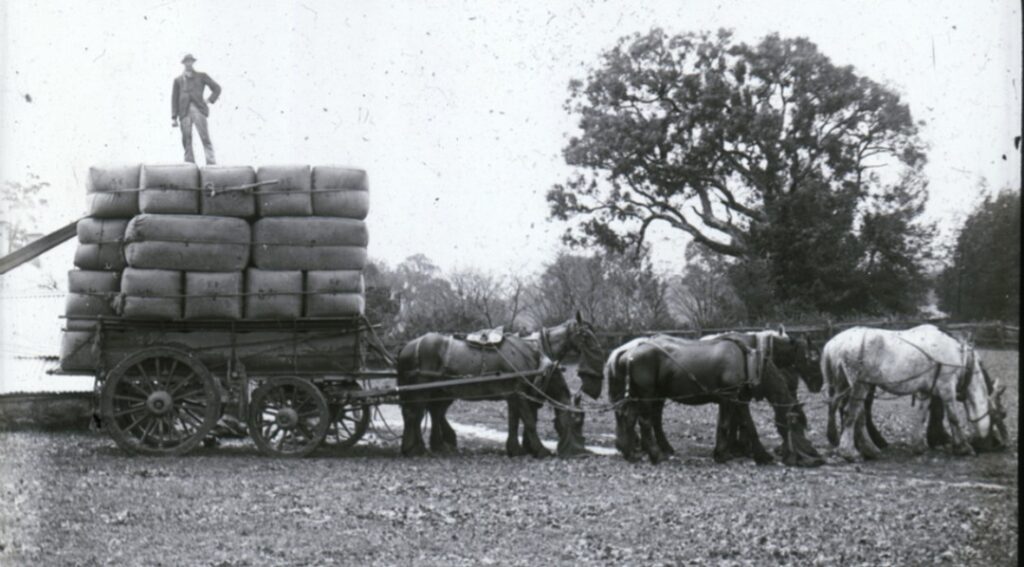 ‘Horses feeding from nosebags during a break in loading a wagon with wool bales. c. 1904.’ Keyneton Collection State Library S.A.