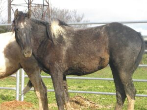 Todd River Downs mare Kyeema