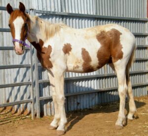 Gelding Miraki from Todd River Downs