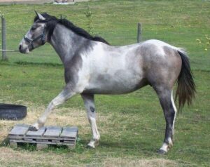 Todd River Downs gelding Navajo