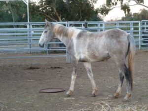 Todd River Downs mare Nyente