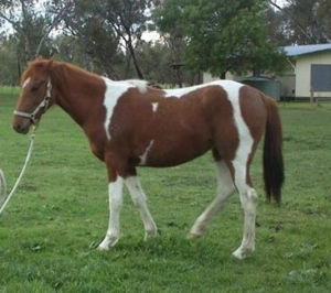 Todd River Downs mare Oolomina