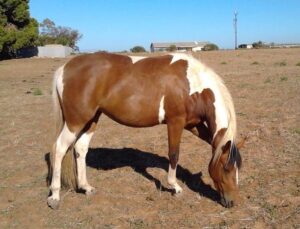 Todd River Downs mare Penny