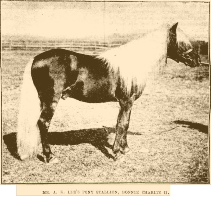 Pony stallion BonnieCharlie II, by imported Hungarian pony Bonnie Charlie, out of a pure Timor mare.

Sydney Mail & NSW Advertiser, 7th May 1898.