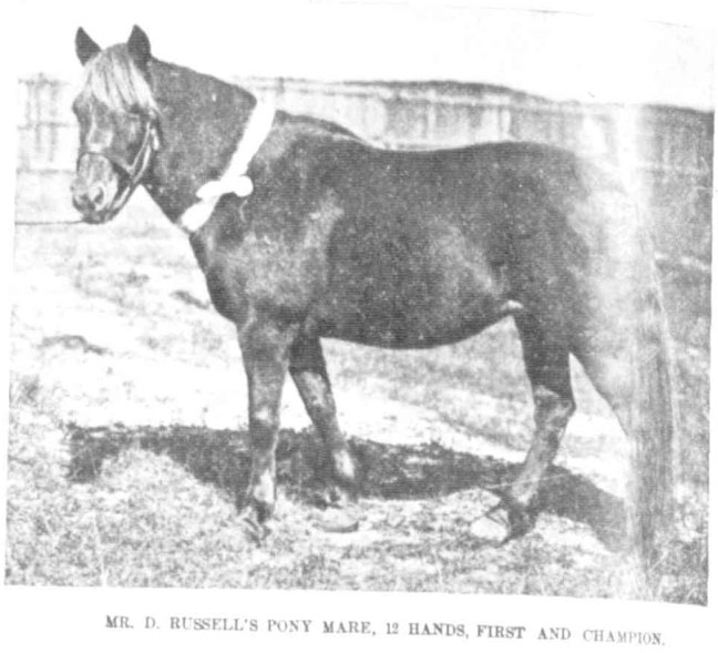 N.S.W. Royal Agricultural Show. Mr. D. Russell's pony mare, 12 hands, First and Champion. Australasian, 28th April, 1900