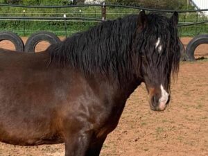 Bago State Forest gelding Ragan