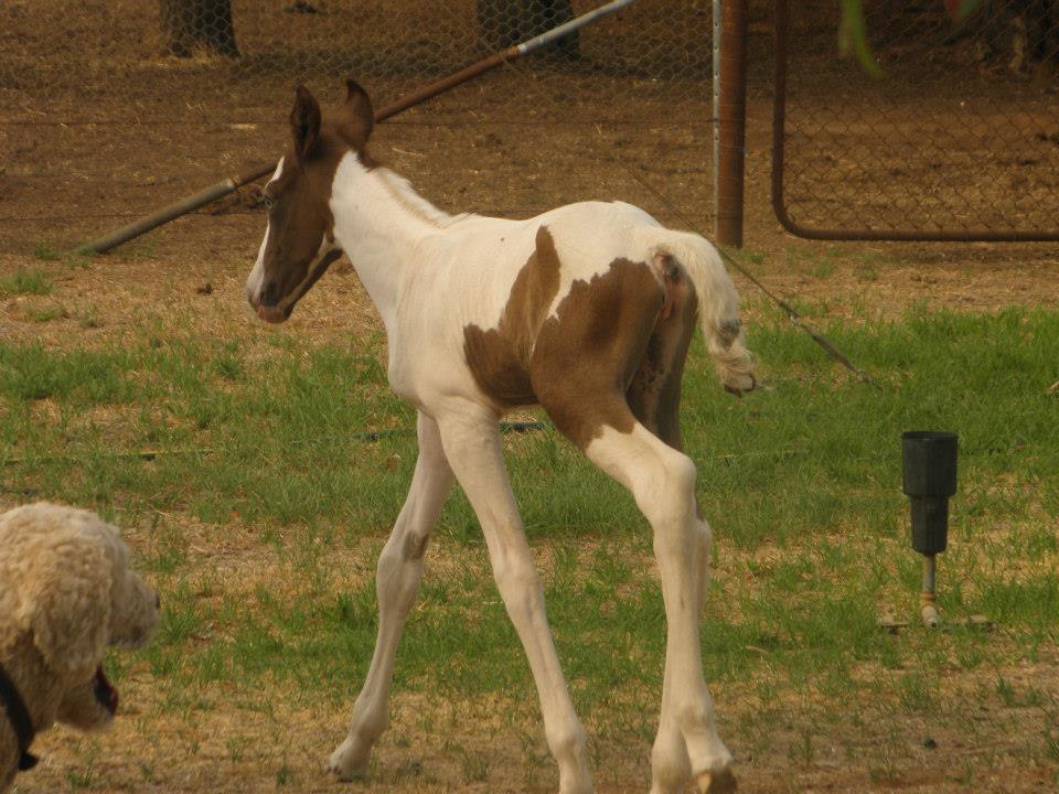 Todd River Downs filly foal Saphire