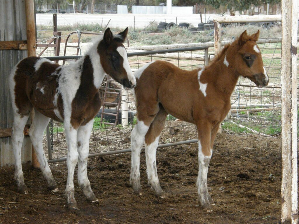 Todd Rive Downs foals Georgie and Shaz shortly after rescue in 2012