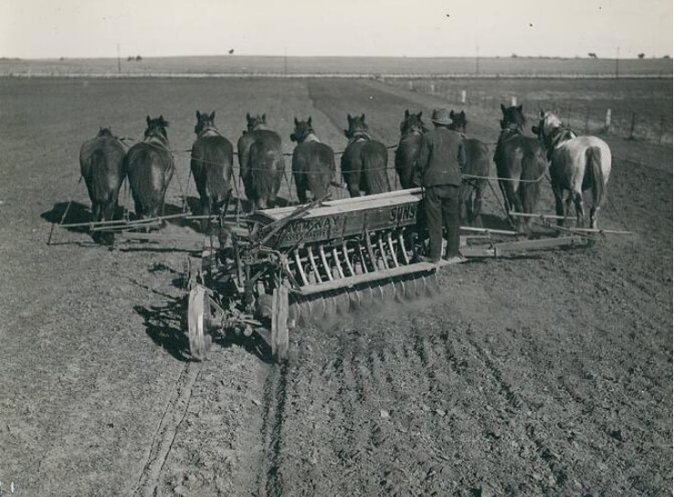 'H.V. McKay Massey Harris, Sunderseeder Seed & Fertilizer Drill... possibly Mr. W. Fraser, standing on a New 14 disc Sunshine Sunderseeder, being pulled by a team of 10 horses, in a field in Port Wakefield, South Australia.' Museums Vic