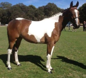 Todd River Downs mare Pebbles