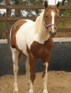 Todd River Downs gelding Tarlton