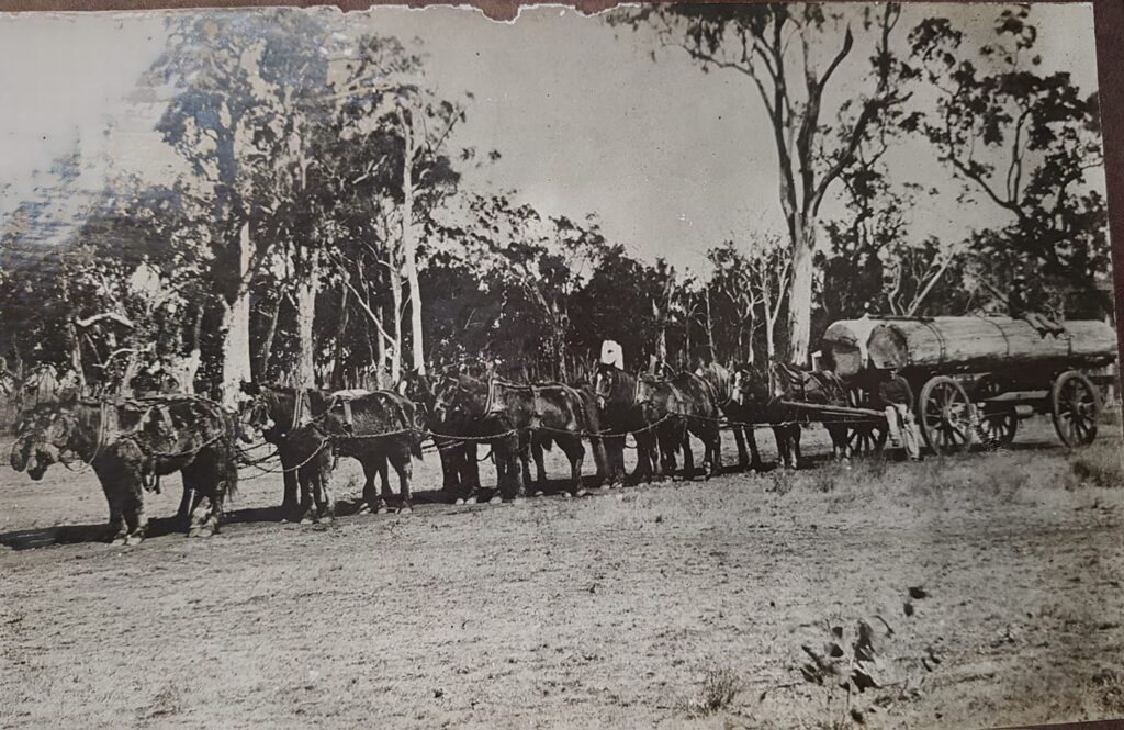 Great photo of Abraham Pegg's horse team hauling timber, probably taken at Mt Perry, Queensland.. He's the great great grandfather of David, who kindly sent this photo in....