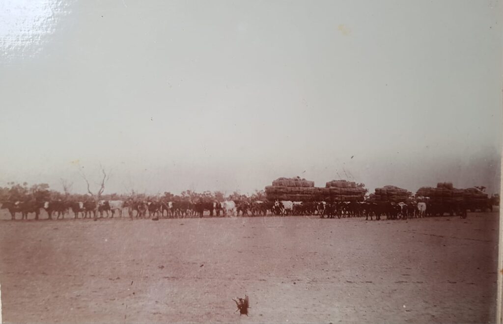 Fantastic photo of bullock teams sent in by David. The bullocky is David's great great grandfather Abraham Pegg.