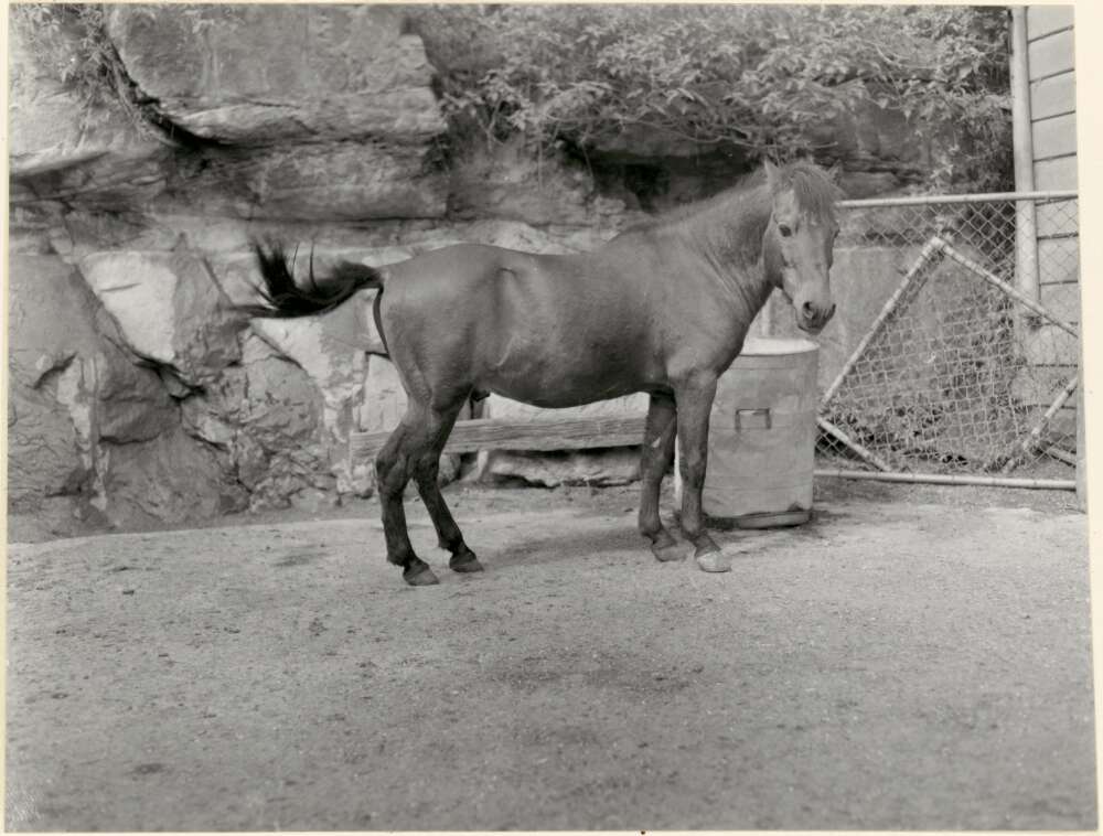 Timor Pony DNA