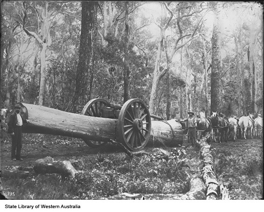 'Two men with horse team and timber whim hauling a large log.'

State Library W.A.