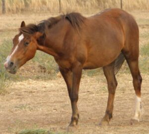 Kosciuszko mare Victory