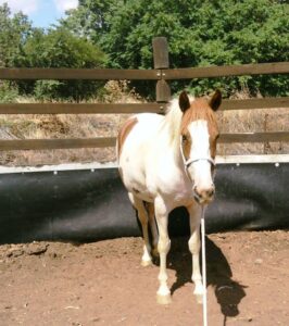 Todd River Downs mare Wahluna