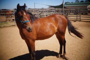 APY Lands mare Amorata