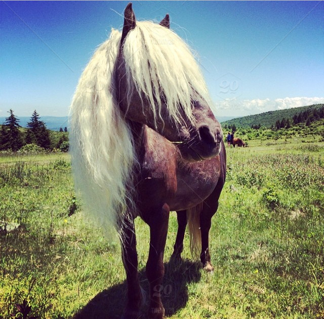 Appalachian pony stallion Fabio