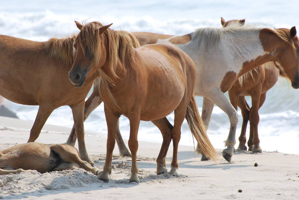 Assateague Island Ponies, from Tacoma World Website